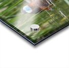 Ruddy Ducks Acrylic print