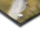 Bohemian Waxwings Acrylic print