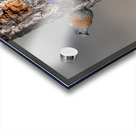 Western Bluebirds Acrylic print