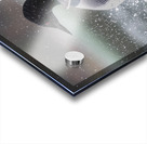 Common Loon Acrylic print