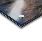 Canadian Geese Acrylic print