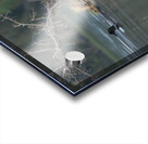 Common Loons Acrylic print