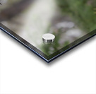 Male Spruce Grouse Acrylic print