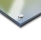 Male Calliope Hummingbird Acrylic print