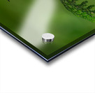 Female Rufous Hummingbird Acrylic print