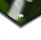 Great Blue Heron Acrylic print