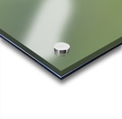 Male Calliope Hummingbird Acrylic print