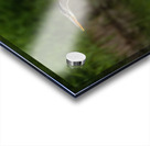 Great Blue Heron Acrylic print