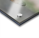 American Pika Acrylic print