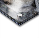 Hoary Marmot Acrylic print