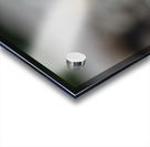 American Pika Acrylic print