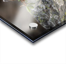 American Pika Acrylic print