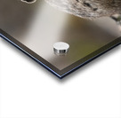 American Pika Acrylic print