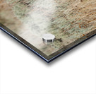 Coyote Impression Acrylique