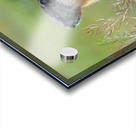 Yellow-bellied Marmot Acrylic print