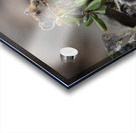 American Pika Acrylic print