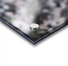 American Pika Impression Acrylique