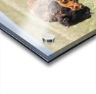 Female Bison with Calves Acrylic print