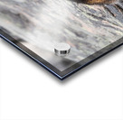 Hoary Marmot Acrylic print