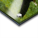 Bald Eagle Acrylic print