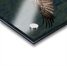 Osprey Acrylic print