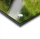 Bald Eagle Acrylic print