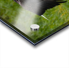 Bald Eagle Acrylic print