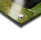 Bald Eagle Acrylic print