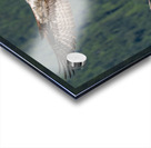 Osprey Acrylic print