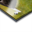 Bald Eagle Acrylic print