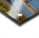 Juvenile Bald Eagles Acrylic print