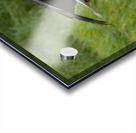 Bald Eagle Acrylic print