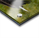 Bald Eagle Acrylic print
