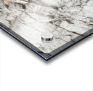 Bighorn Ram Acrylic print