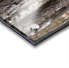 Bighorn Ram Acrylic print