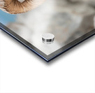 Bighorn Ram Acrylic print