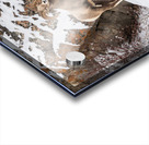 Bighorn Ram Acrylic print