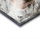 Bighorn Ram Acrylic print