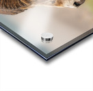 Bighorn Ram Acrylic print