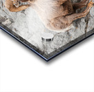 Bighorn Ram Acrylic print