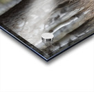 Bighorn Ram Acrylic print