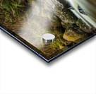 Forest Stream Acrylic print