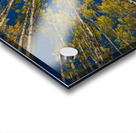 Fall Aspens Acrylic print