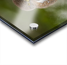 Northern Pygmy Owl Impression Acrylique