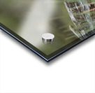 Northern Pygmy Owl Acrylic print