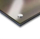 Northern Pygmy Owl Acrylic print