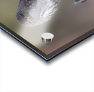 Northern Pygmy Owl Acrylic print