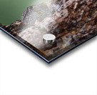 Northern Pygmy Owl Acrylic print