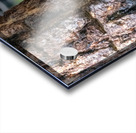 Northern Pygmy Owl Acrylic print