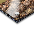 Northern Pygmy Owl Acrylic print